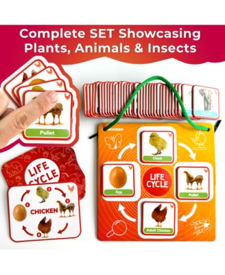 Life Cycle Kit Toy Montessori - Flash Cards Science Activities