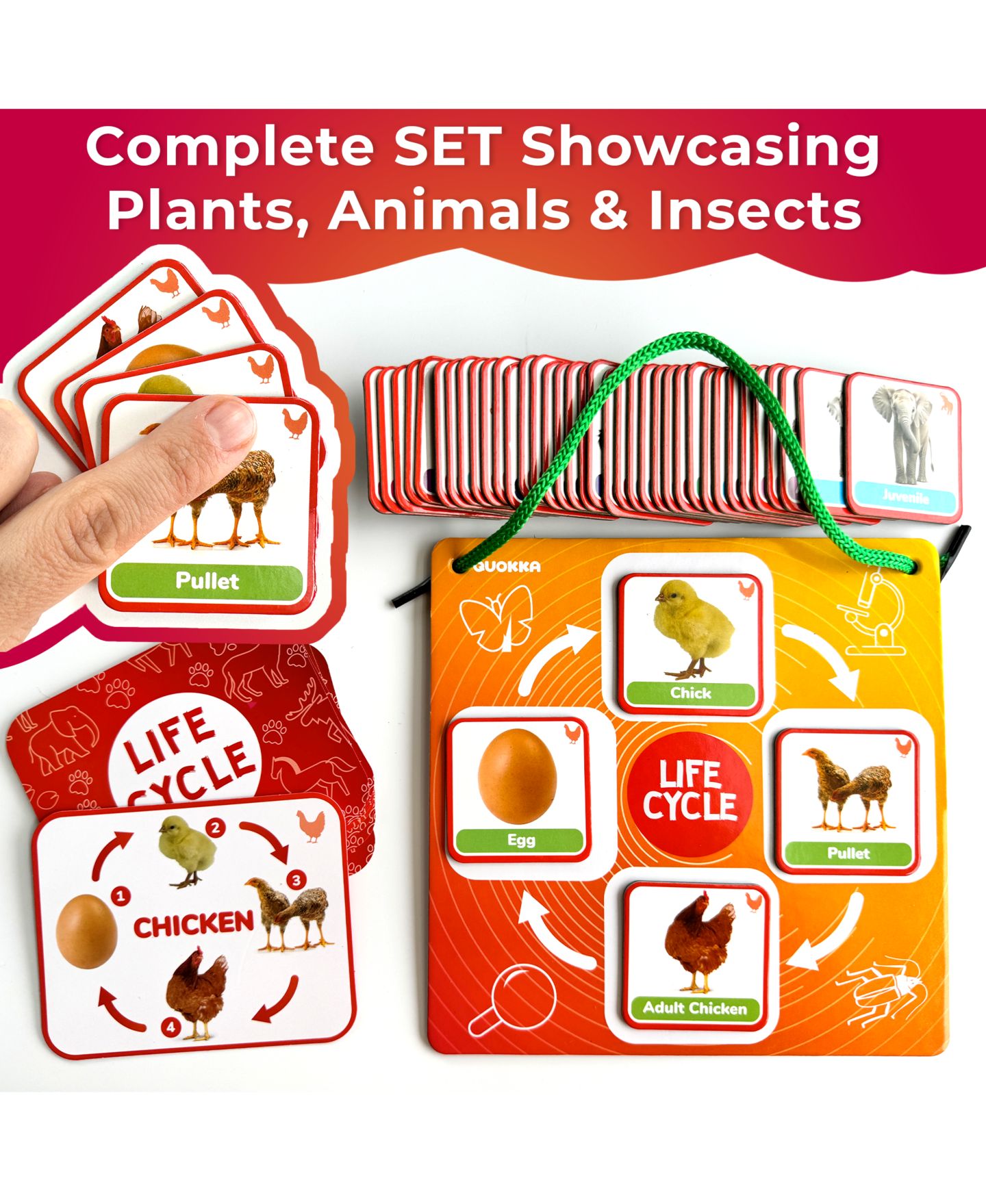 Детские игрушки Quokka Lifecycle Magnetic Kit Life Cycle Science Kit, Ages 3+ — фото 5