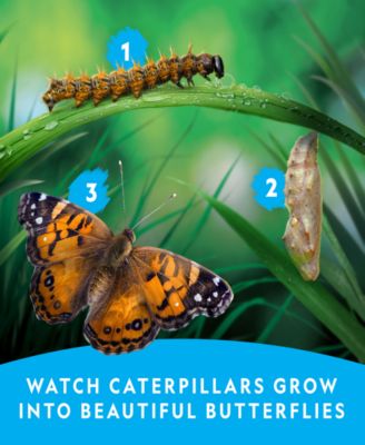Butterfly Growing Kit