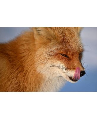 NIKKOR Z 400mm f/4.5 VR S Lens