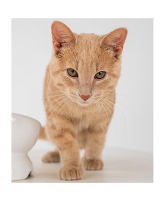 Elevated Cat Bowl: White