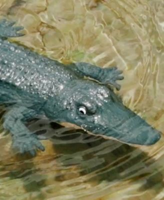 Jupiter Creations Remote Control Crocodile for the Water, with Twin Propellers and Tail Motion, 8 Pieces