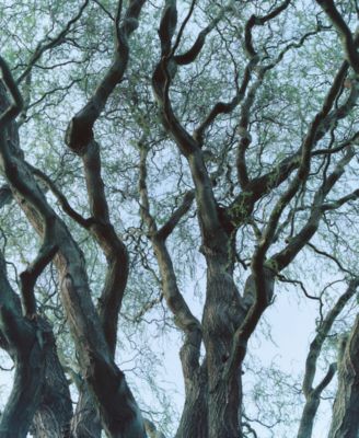 Tree House Candle, 8.4 oz.