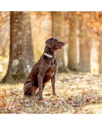 Gray Buffalo Check Dog Collar