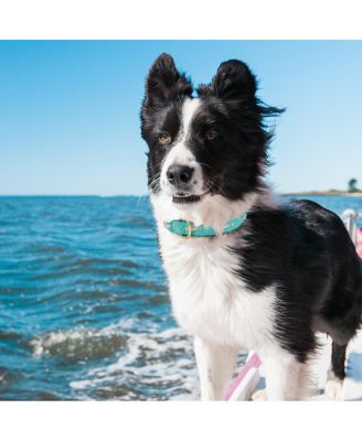 Shark Dog Collar