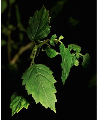 Tuxedo Le Vestiaire Parfum, 4.2 oz.