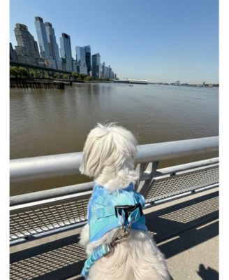 The AIR Harness - Ocean