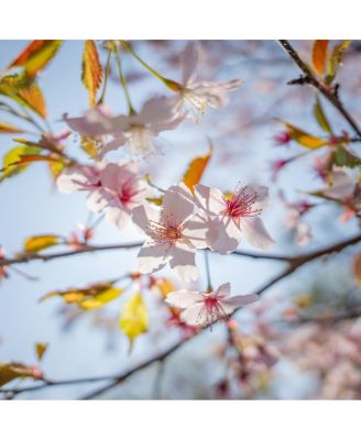 12mm F1.4 DC/Contemporary/Canon RF