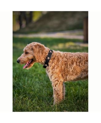 The x Fi Rockstar Collar