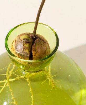 Avocado Borosilicate Glass Vase