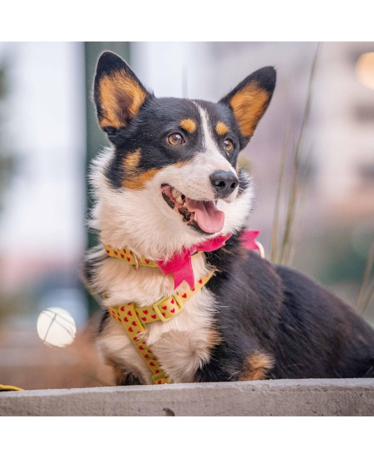Blueberry Pet Velvety Polka Dot Dog Leash with Bow