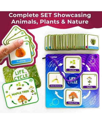 Life CycleToys for Kids - 30 Flashcards Toddler Science Kit Ages 2-4 - 120 Magnetic Flash Cards