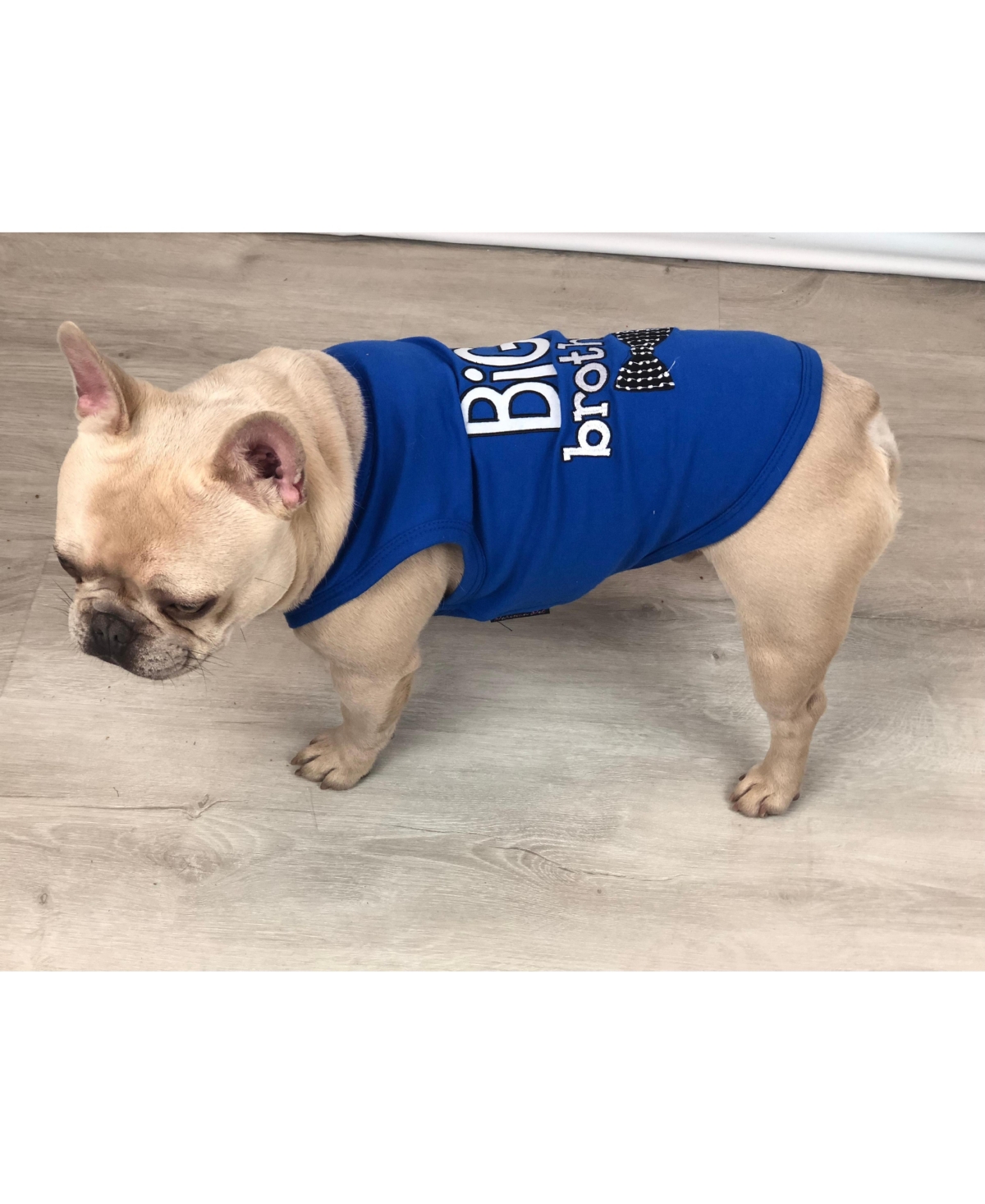 Parisian Pet Big Brother