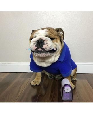 Parisian Pet Polo Blue