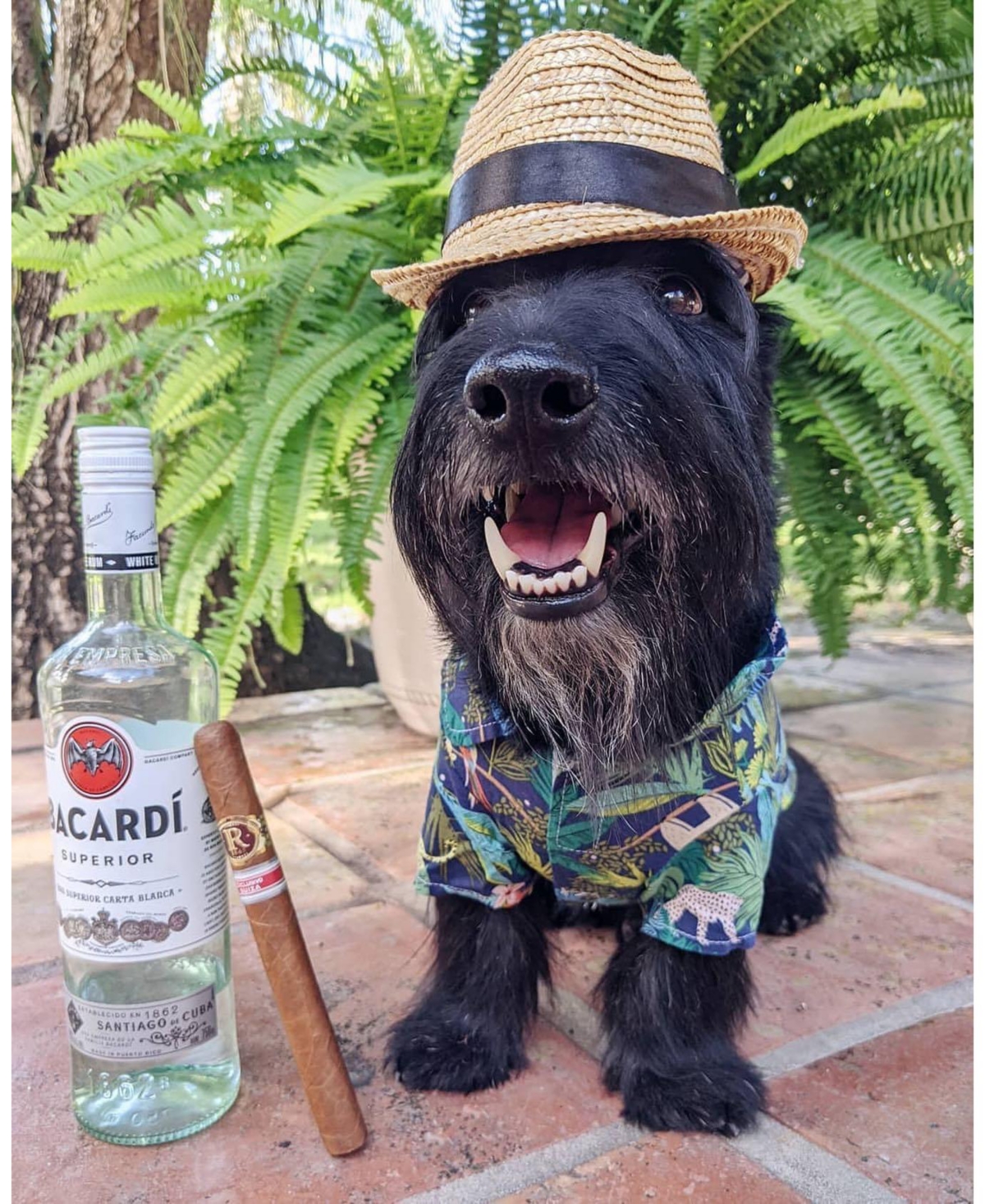 Parisian Pet Amazonia Camp Dog Shirt