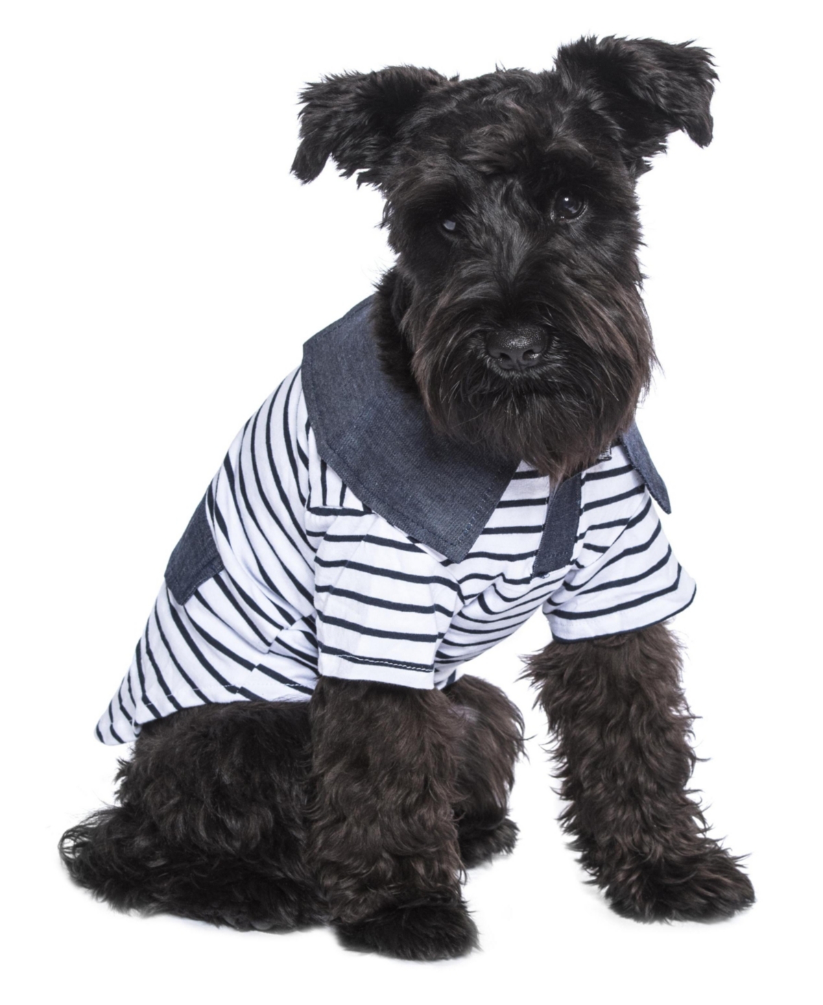 Parisian Pet Preppy Boy Polo