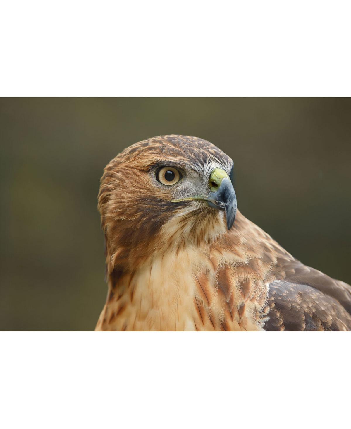 Canon Eos R6 Mark Iii Mirrorless Camera with Stop Motion Animation Firmware