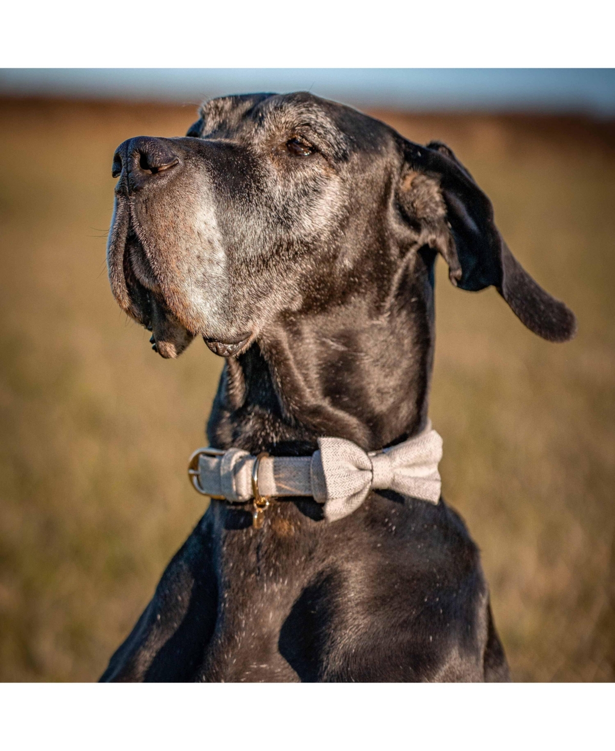 Blueberry Pet Textured Tweed Dog Collar With Detachable Bowtie Accessory