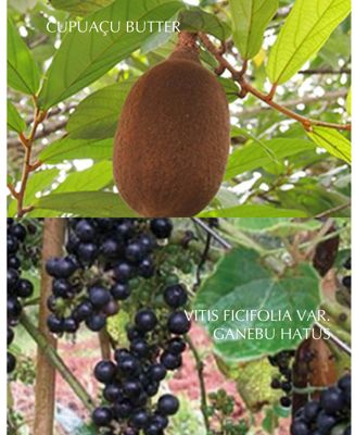 Albion Eclafutur Treatments & Serum