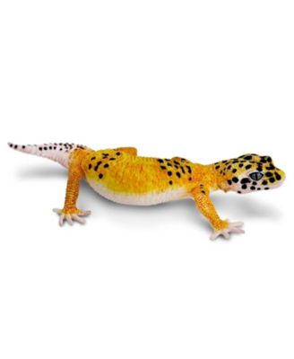 Leopard Gecko