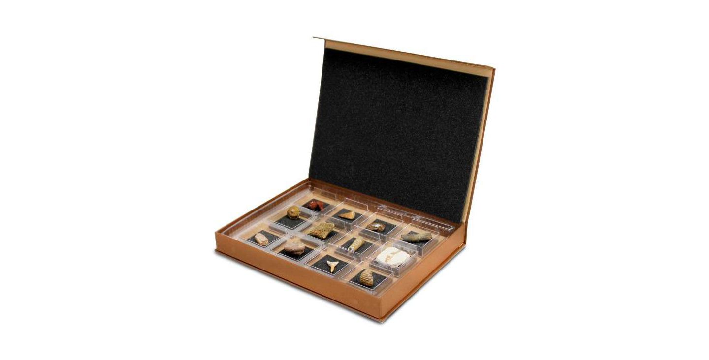 Детские игрушки Geoworld The Nature Collection - Fossils Set 2 — фото 1