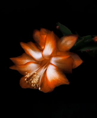 Black Saffron Absolu De Parfum Spray, 1.7 oz.