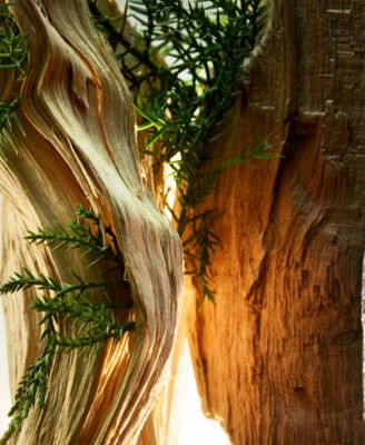 2-Pc. Man Wood Essence Eau De Parfum Gift Set