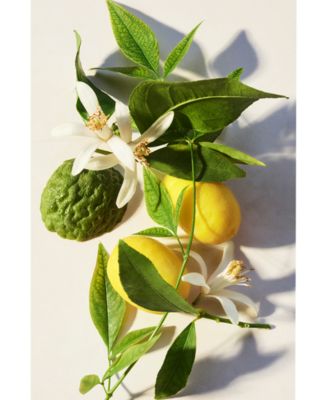 3-Pc. Eau Parfum&eacute;e Th&eacute; Vert Gift Set