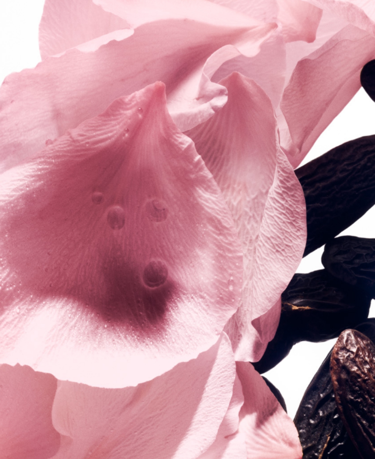 Balmain Beauty Rose De Soie Eau de Parfum