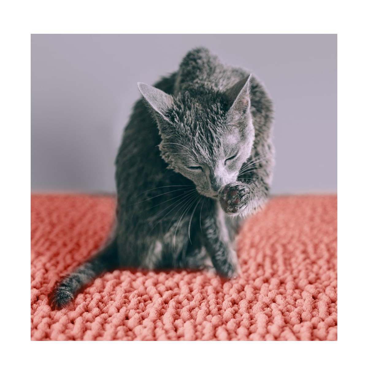 CatGuru Cat Litter Mat