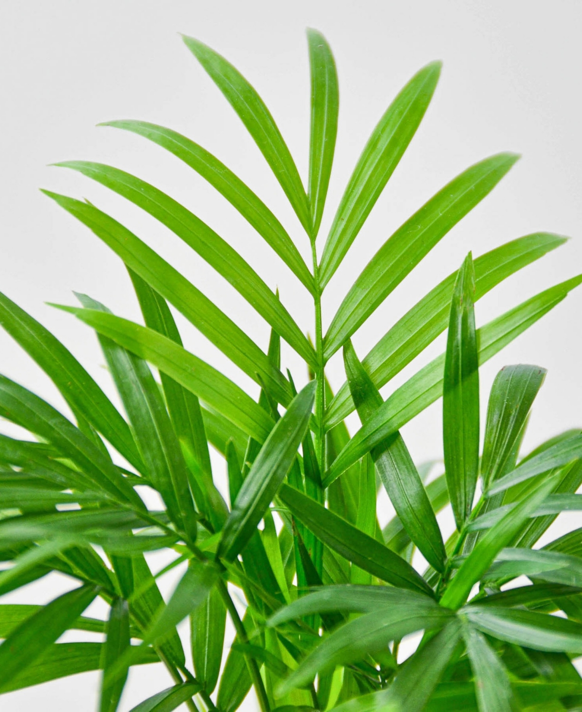 Parlor Palm Live Plant, 6" Pot
