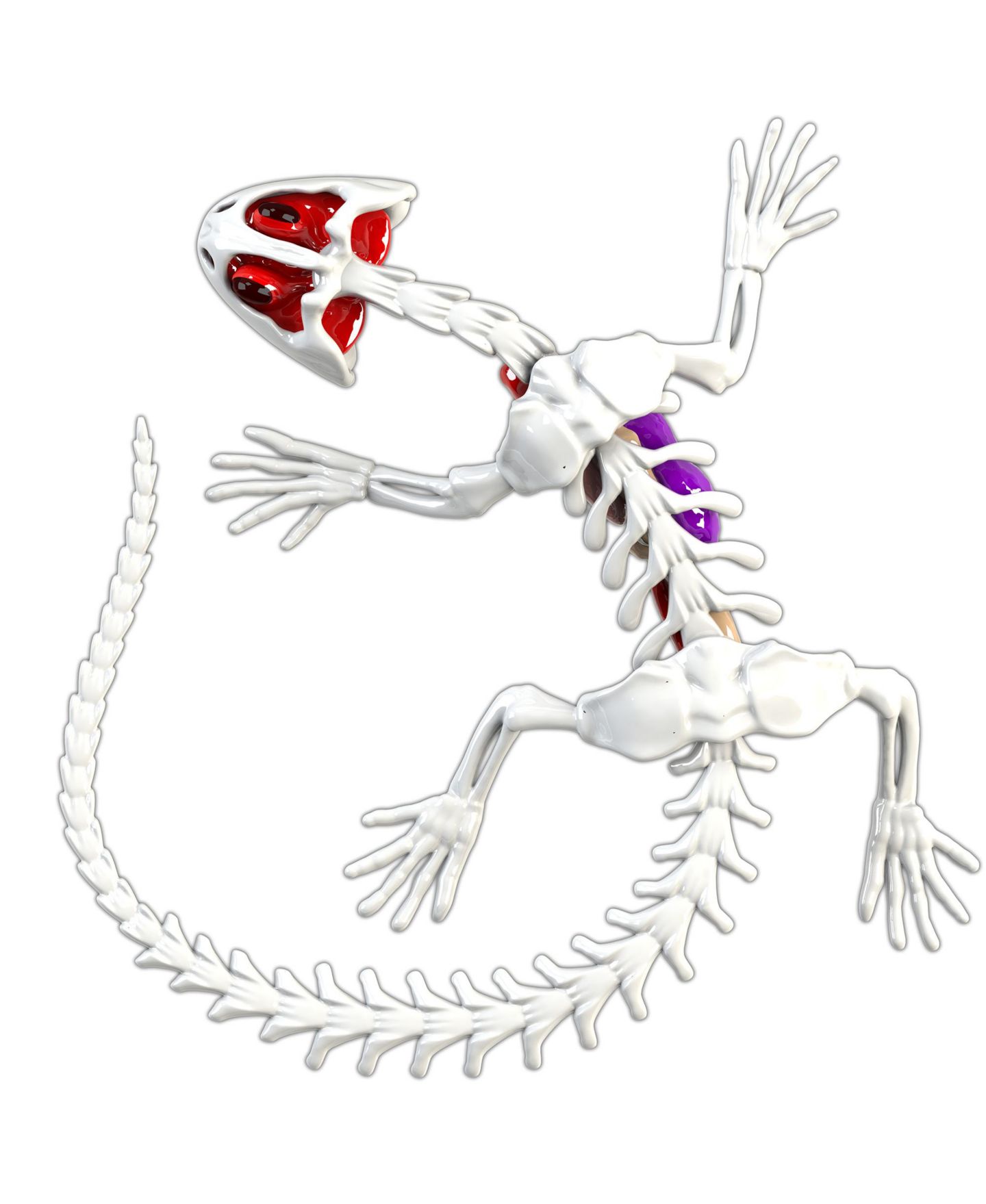 Детская игрушка Dissect-It Salamander Anatomy Lab Toy, Ages 6+ — фото 7