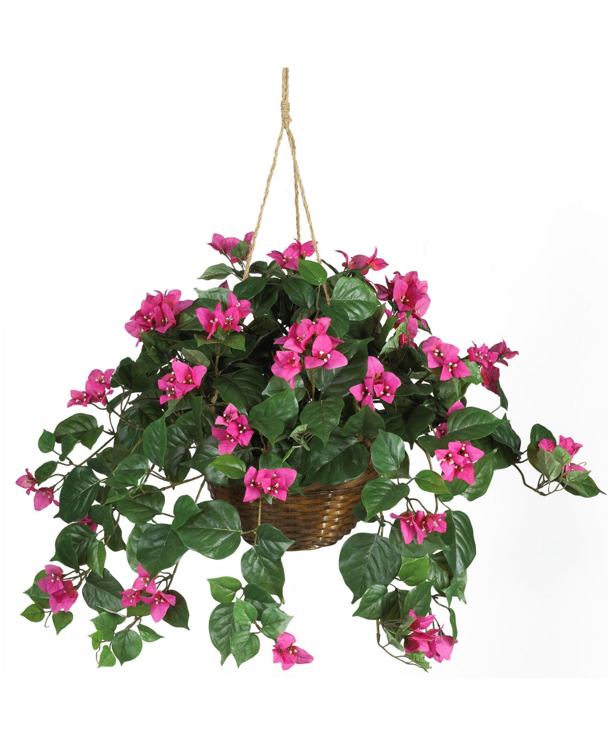 Bougainvillea Hanging Basket - Beauty