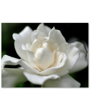 Trademark Global Kurt Shaffer 'lovely Gardenia' Canvas Art In No Color