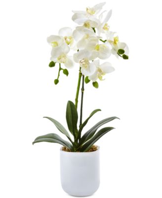 Phalaenopsis Orchid in Frosted Glass