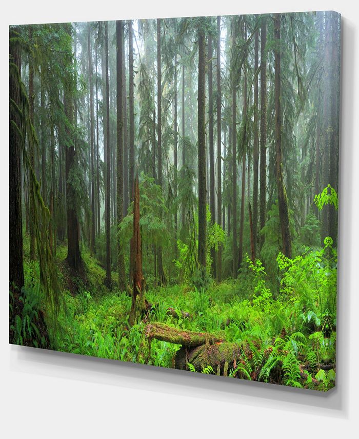 Design Art Designart Hoh Rain Forest Landscape Photography Canvas Art
