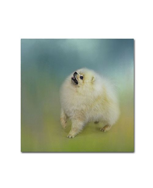 Jai Johnson Watching For Rain Drops Pomeranian Canvas Art 18 X 18 X 2