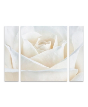 Trademark Global Cora Niele 'pure White Rose' Multi Panel Art Set Large