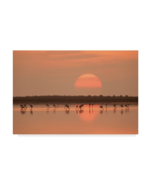 Trademark Global Joan Gil Raga 'flamingos At Sunrise' Canvas Art In Multi