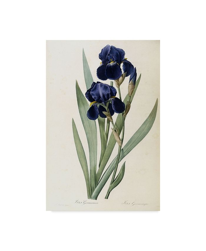 Trademark Global Pierre-Joseph Redoute 'Iris Germanica German Iris ...