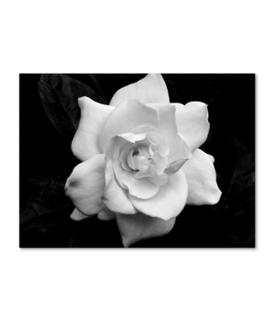 Trademark Global Kurt Shaffer 'gardenia In Black And White' Canvas Art In Multi