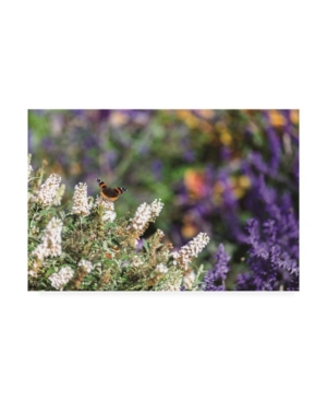 Kurt Shaffer Butterfly in My Garden 2 Canvas Art - 20