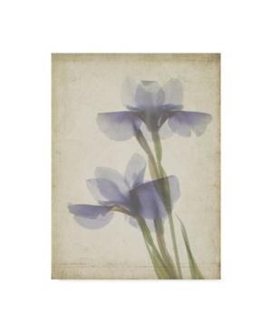 Trademark Global Judy Stalus Parchment Flowers Viii Canvas Art In Multi