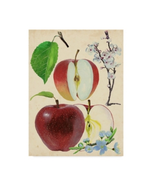 Trademark Global Melissa Wang Apple And Blossom Study Ii Canvas Art In Multi