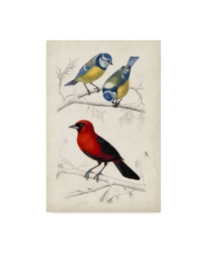 Trademark Global M. Charles D'orbigny D'orbigny Birds Iii Canvas Art In Multi