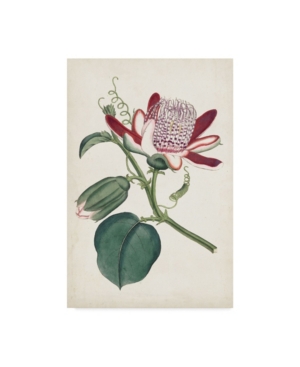 Curtis Curtis Garden Beauties Iv Canvas Art - 20