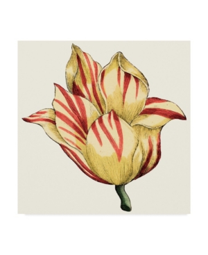 Vision Studio Tulip Garden Iii Canvas Art - 15