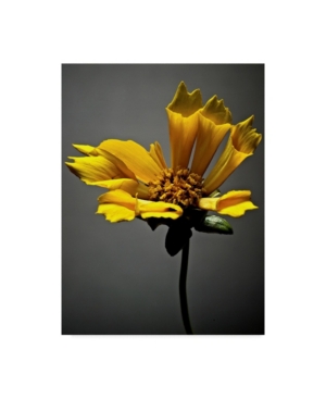 Trademark Global James Mcloughlin Studio Flowers X Canvas Art In Multi