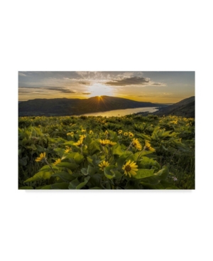 Danny Head Wake Up Call Sunflower Canvas Art - 20
