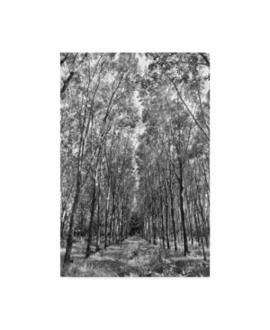 Trademark Global American School Rubber Trees Of Thailand Canvas Art In Multi